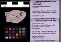Foto (Objekt + Etiketten) von Cracensigillatus acutirostris (Moericke, 1889) (NHMW-GEO-1990-0041-0318)